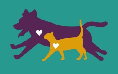 Veterinary Medical Lasers versus Commercial Pet Therapy Lasers