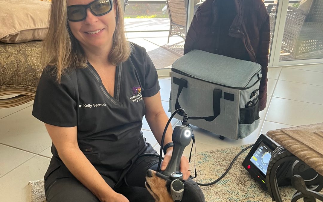 What is Physical Rehabilitation and How Can It Help Your Pet?